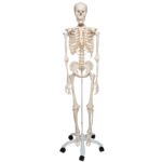 Replica Human Skeleton on Wheels
