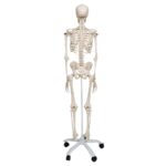 Replica Human Skeleton on Wheels