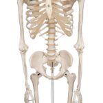 Replica Human Skeleton on Wheels