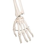 Replica Human Skeleton on Wheels