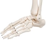 Replica Human Skeleton on Wheels