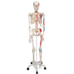 Replica Human Skeleton – Painted