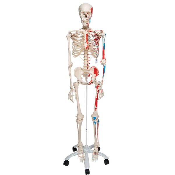 Replica Human Skeleton – Painted