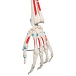 Replica Human Skeleton – Painted