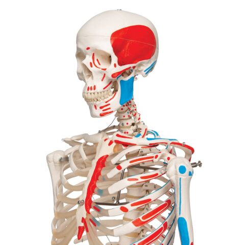 Replica Human Skeleton - Painted