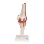 Replica Human Knee Joint