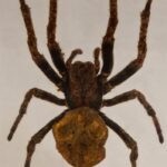 Real Spider in Acrylic Paperweight