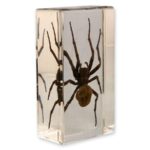 Real Spider in Acrylic Paperweight