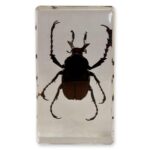 Real Antler Horned Beetle in Acrylic Paperweight