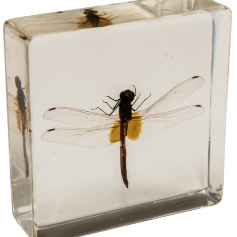 Real Dragonfly in Acrylic Paperweight