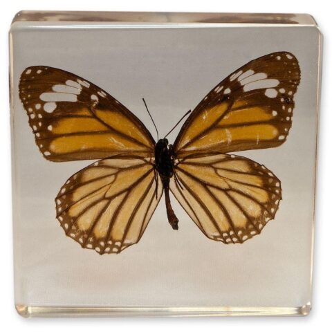 Real Common Tiger Butterfly in Acrylic Paperweight