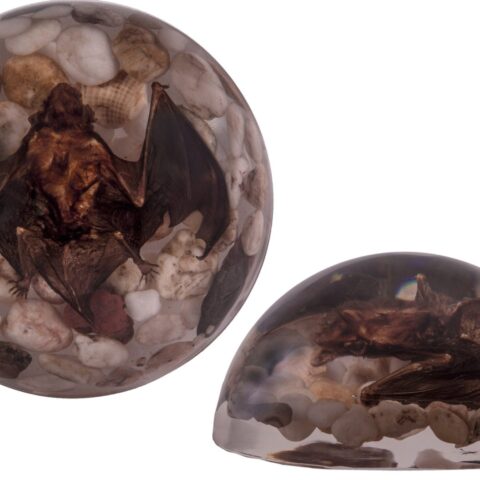Real Bat in Acrylic Dome Paperweight