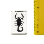Real Black Scorpion in Acrylic Paperweight – Small