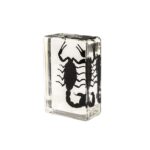 Real Black Scorpion in Acrylic Paperweight – Small