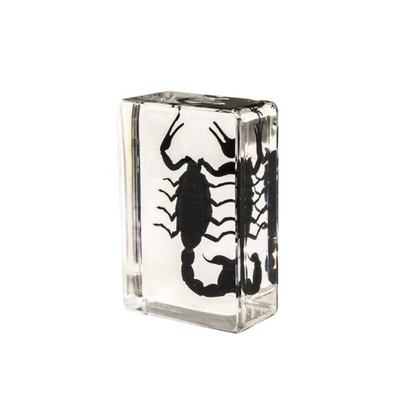 Real Black Scorpion in Acrylic Paperweight – Small