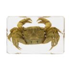 Real Crab in Acrylic Paperweight