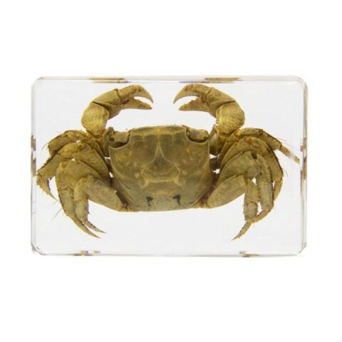 Real Crab in Acrylic Paperweight