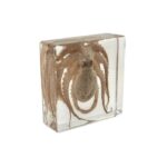 Real Octopus in Acrylic Rectangle