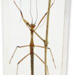 Real Walking Stick in Acrylic Paperweight