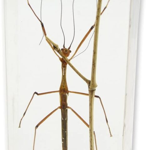 Real Walking Stick in Acrylic Paperweight