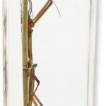 Real Walking Stick in Acrylic Paperweight