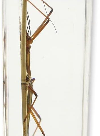 Real Walking Stick in Acrylic Paperweight