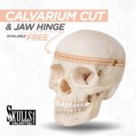 Real Human Child Skull – 192 g