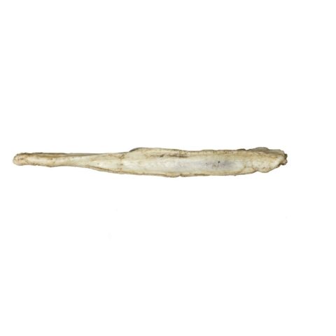 Replica Arctic Fox Baculum