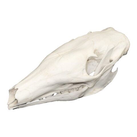 Replica Aardvark Skull
