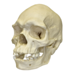 Replica Human Skull – Australian Aboriginal Male