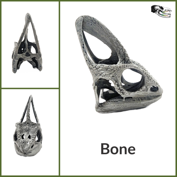 Chameleon Skull Replica – 1:1 Scale
