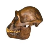 Replica Australopithecus afarensis Skull – Male