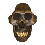 Replica Australopithecus afarensis Skull – Male