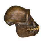 Replica Australopithecus afarensis Skull – Male
