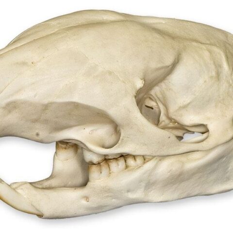 Real African Brush-tailed Porcupine Skull