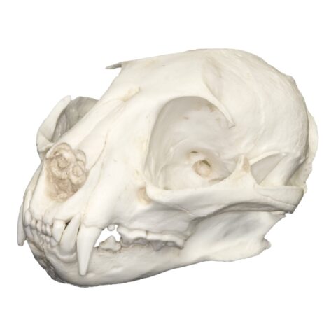 Replica African Golden Cat Skull