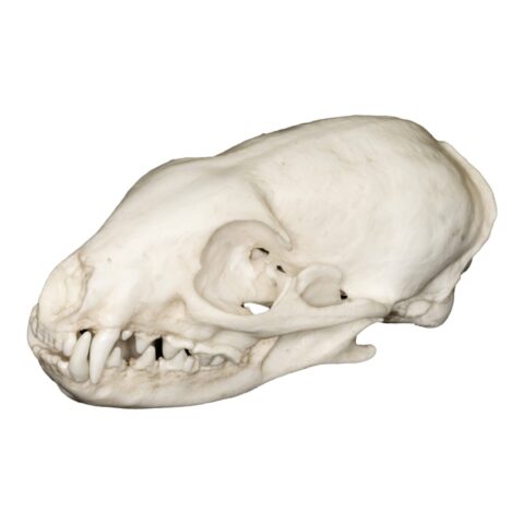 Replica African Gray Mongoose Skull