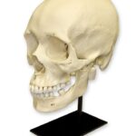 Replica Human Skull – African Female