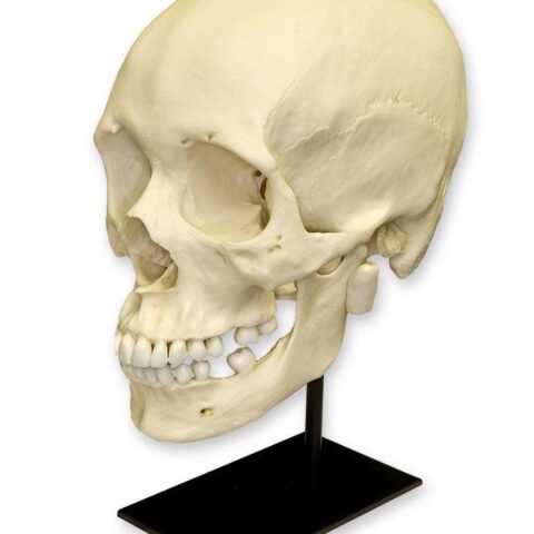 Replica Human Skull - African Female