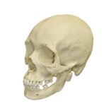 Replica Human Skull – African Female