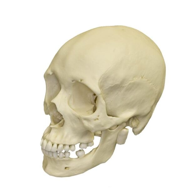 Replica Human Skull – African Female
