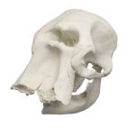 Replica African Elephant Skull