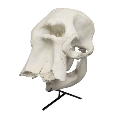Replica African Elephant Skull