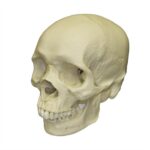 Replica Human Skull – African Male