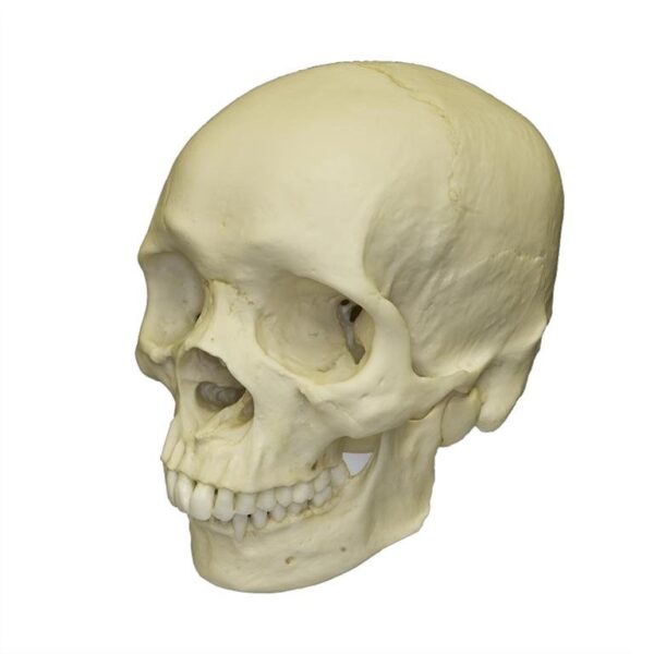 Replica Human Skull – African Male