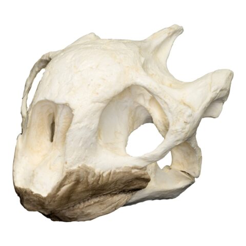 Replica Aldabra Tortoise Skull