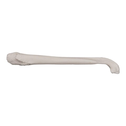 Real American Badger Baculum