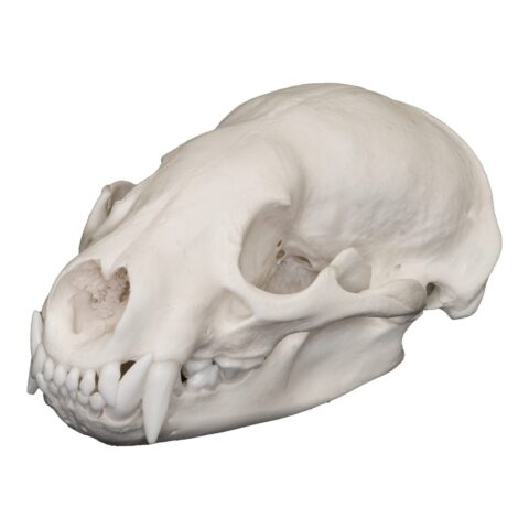Real American Badger Skull