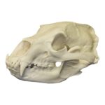Replica American Black Bear Skull – Economy