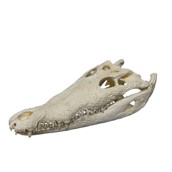 Replica American Crocodile Skull (21″)